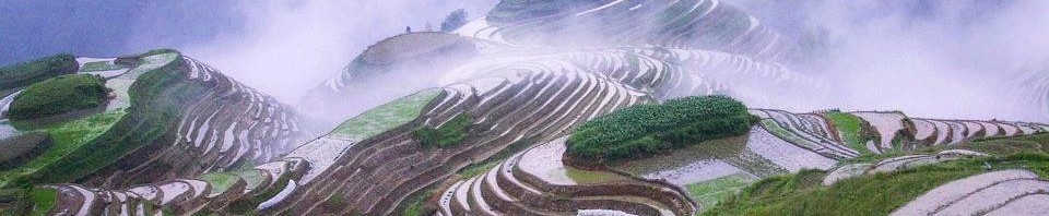 שדה אורז בסין